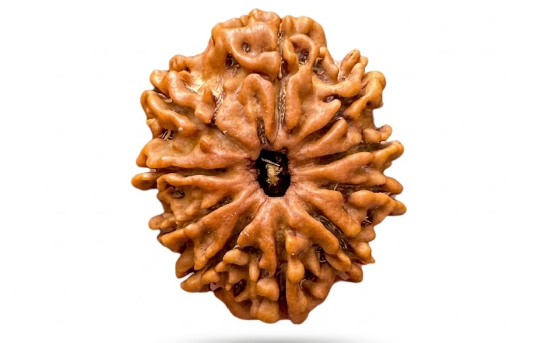 Manufacturer, Exporter, Importer, Supplier, Wholesaler, Retailer, Trader of 10 Mukhi Rudraksha in New Delhi, Delhi, India.