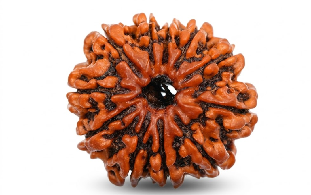 Manufacturer, Exporter, Importer, Supplier, Wholesaler, Retailer, Trader of 11 Mukhi Rudraksha in New Delhi, Delhi, India.