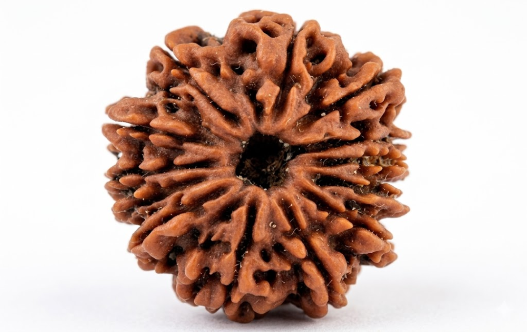 Manufacturer, Exporter, Importer, Supplier, Wholesaler, Retailer, Trader of 13 Mukhi Rudraksha in New Delhi, Delhi, India.