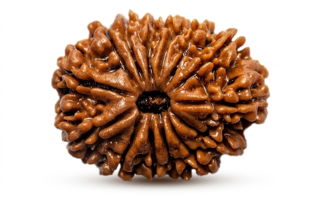 Manufacturer, Exporter, Importer, Supplier, Wholesaler, Retailer, Trader of 14 Mukhi Rudraksha in New Delhi, Delhi, India.