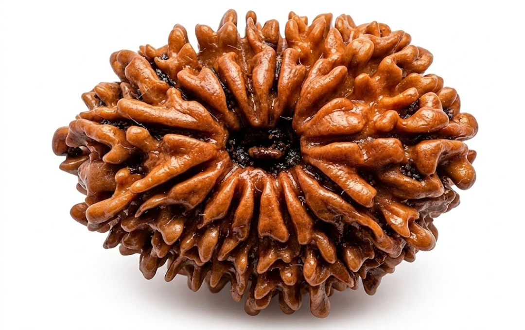 Manufacturer, Exporter, Importer, Supplier, Wholesaler, Retailer, Trader of 15 Mukhi Rudraksha in New Delhi, Delhi, India.