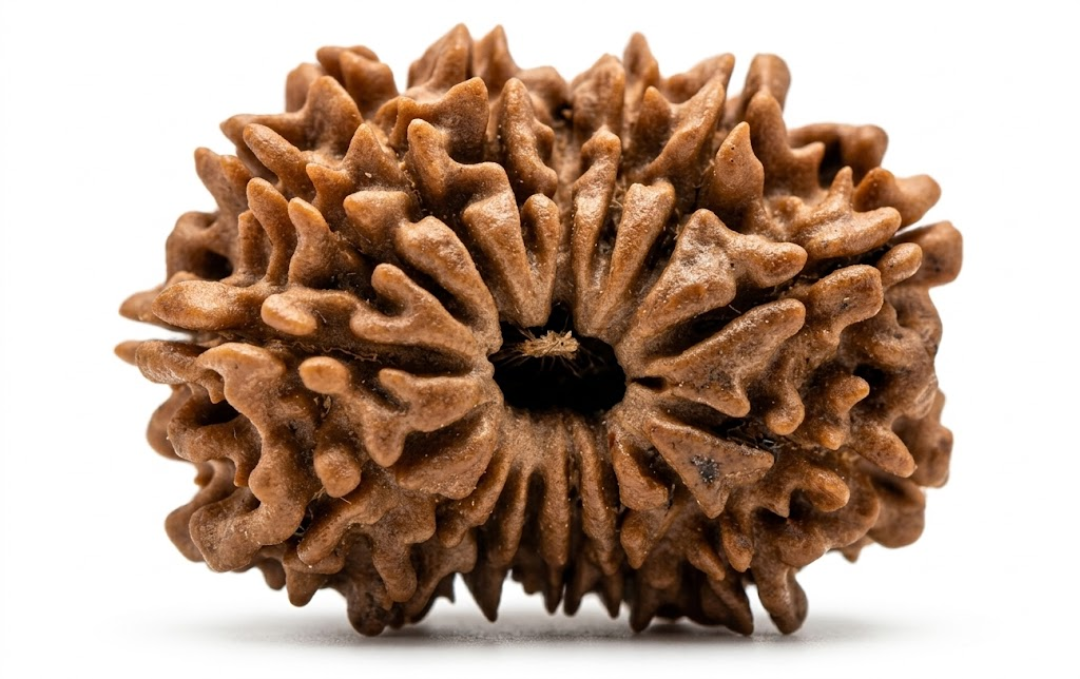 Manufacturer, Exporter, Importer, Supplier, Wholesaler, Retailer, Trader of 16 Mukhi Rudraksha in New Delhi, Delhi, India.