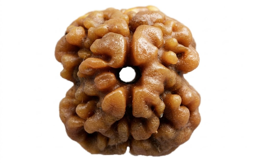 Manufacturer, Exporter, Importer, Supplier, Wholesaler, Retailer, Trader of 2 Mukhi Rudraksha in New Delhi, Delhi, India.