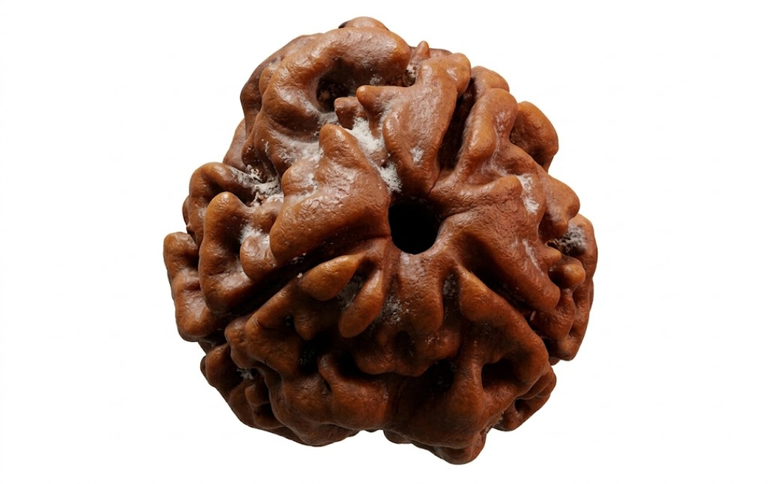 Manufacturer, Exporter, Importer, Supplier, Wholesaler, Retailer, Trader of 3 MUKHI RUDRAKSHA in New Delhi, Delhi, India.
