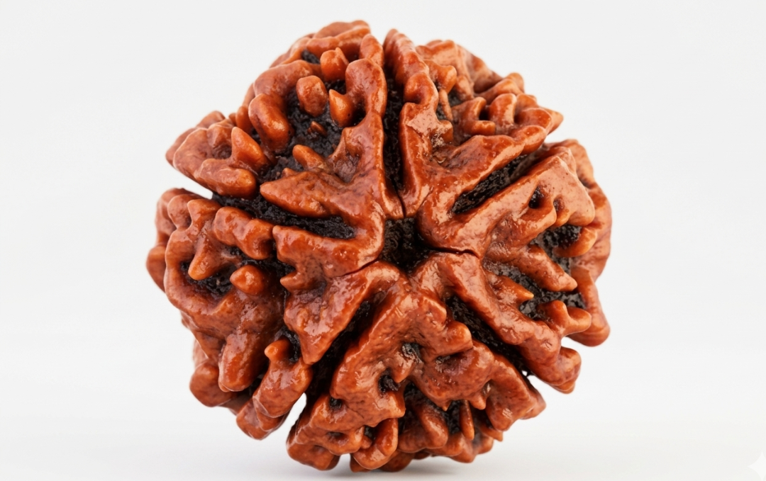 Manufacturer, Exporter, Importer, Supplier, Wholesaler, Retailer, Trader of 5 Mukhi Rudraksha in New Delhi, Delhi, India.
