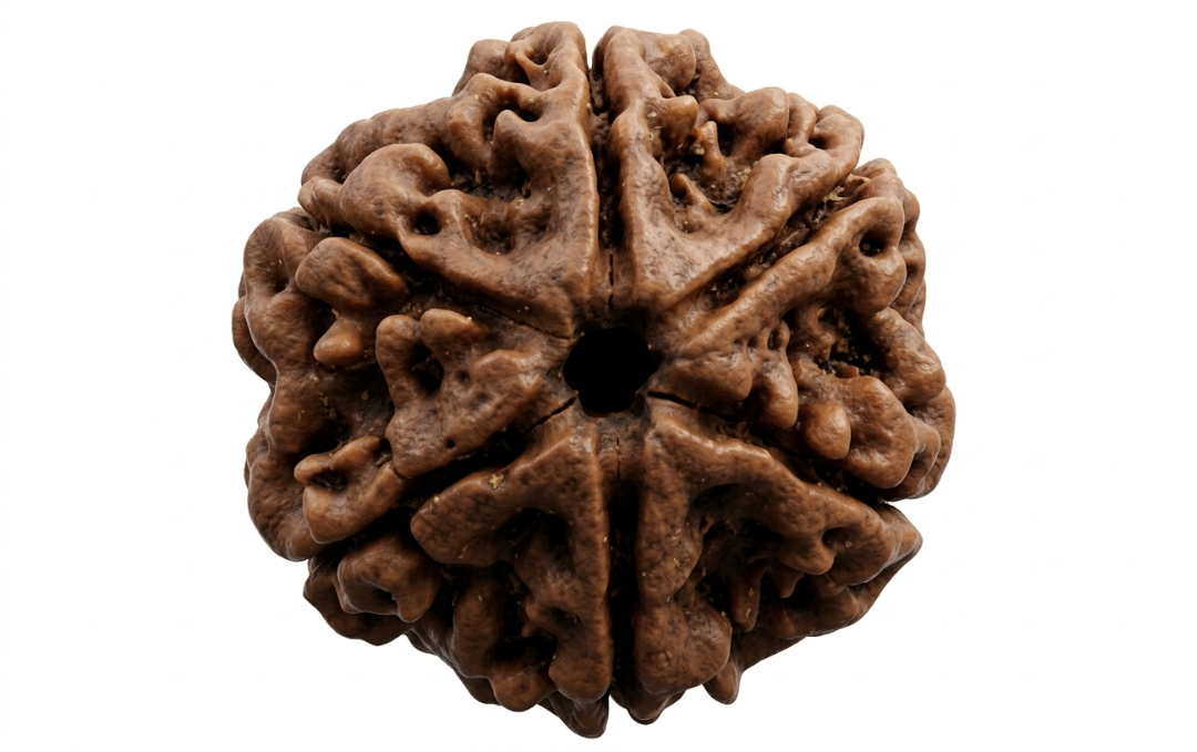 Manufacturer, Exporter, Importer, Supplier, Wholesaler, Retailer, Trader of 6 Mukhi Rudraksha in New Delhi, Delhi, India.