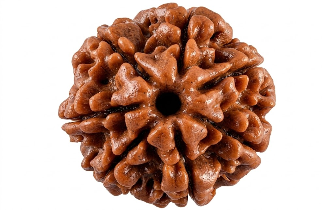 Manufacturer, Exporter, Importer, Supplier, Wholesaler, Retailer, Trader of 7 Mukhi Rudraksha in New Delhi, Delhi, India.