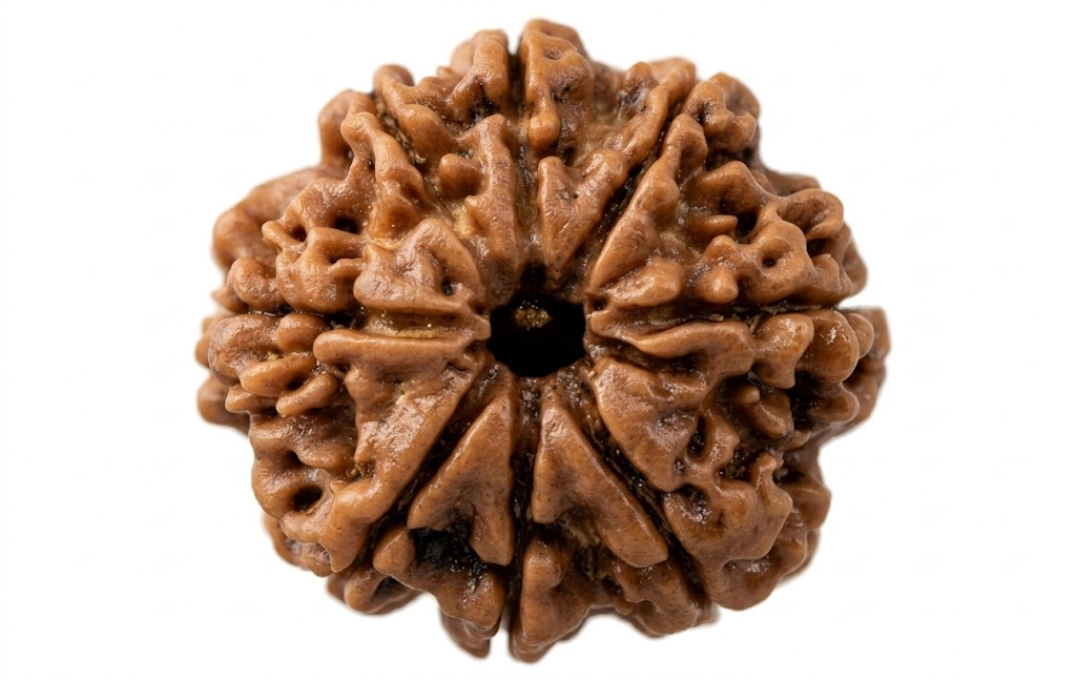Manufacturer, Exporter, Importer, Supplier, Wholesaler, Retailer, Trader of 8 Mukhi Rudraksha in New Delhi, Delhi, India.