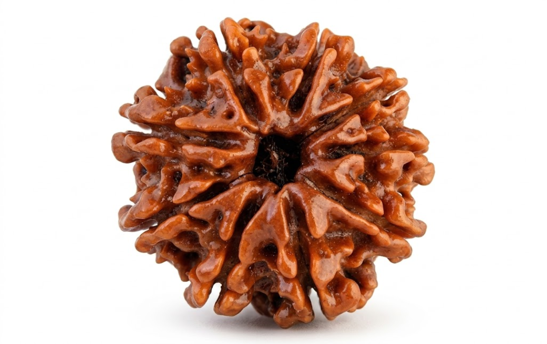 Manufacturer, Exporter, Importer, Supplier, Wholesaler, Retailer, Trader of 9 Mukhi Rudraksha in New Delhi, Delhi, India.