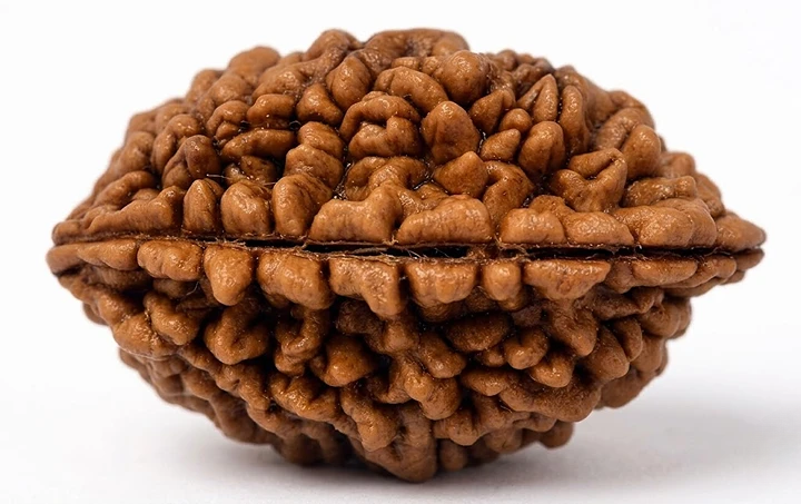 Manufacturer, Exporter, Importer, Supplier, Wholesaler, Retailer, Trader of Ek Mukhi Rudraksha in New Delhi, Delhi, India.