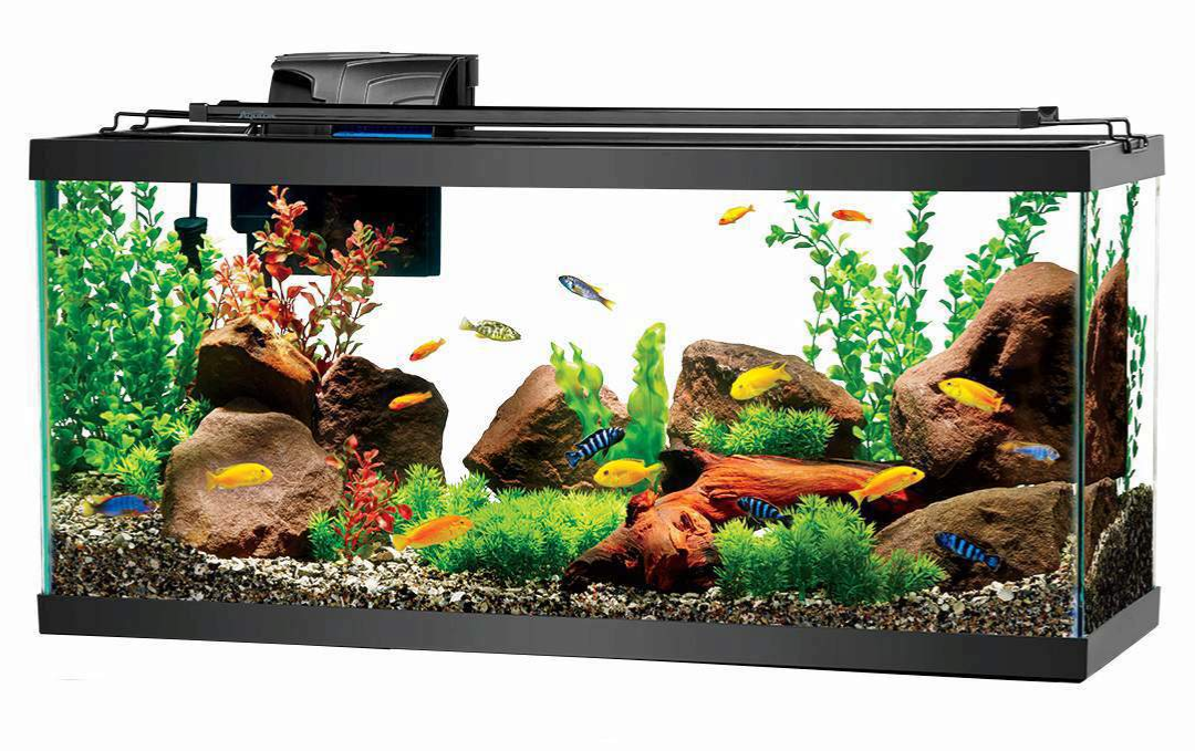 Manufacturer, Exporter, Importer, Supplier, Wholesaler, Retailer, Trader of Fish Tank in New Delhi, Delhi, India.