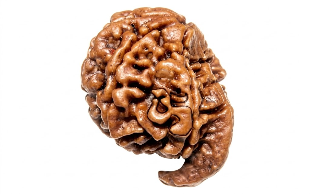 Manufacturer, Exporter, Importer, Supplier, Wholesaler, Retailer, Trader of Ganesh Rudraksha in New Delhi, Delhi, India.